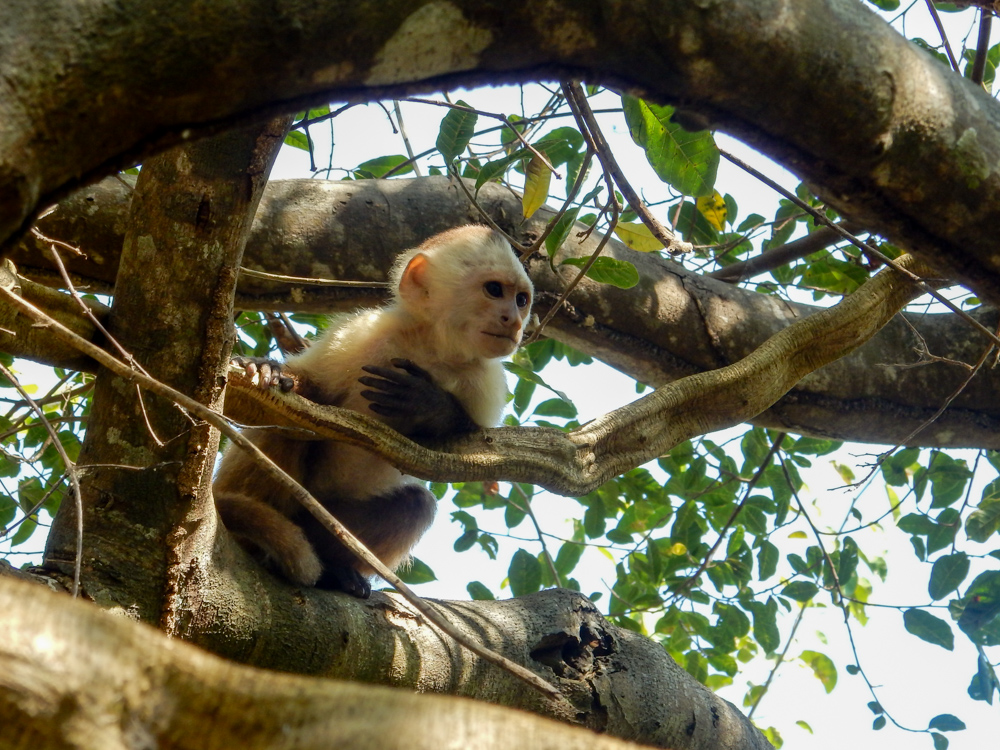 Tayrona National Park Monkey