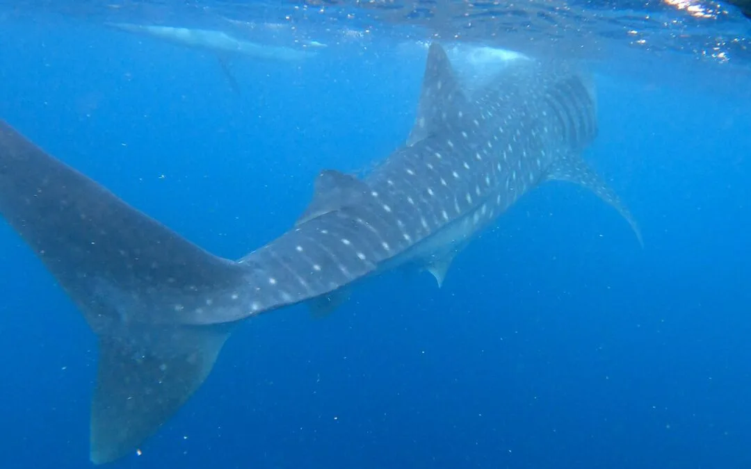 Walvishaaien en Canyoning, dit moet je doen in Cebu