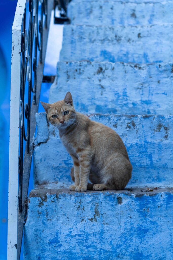 Chefchaouen De Blauwe Stad