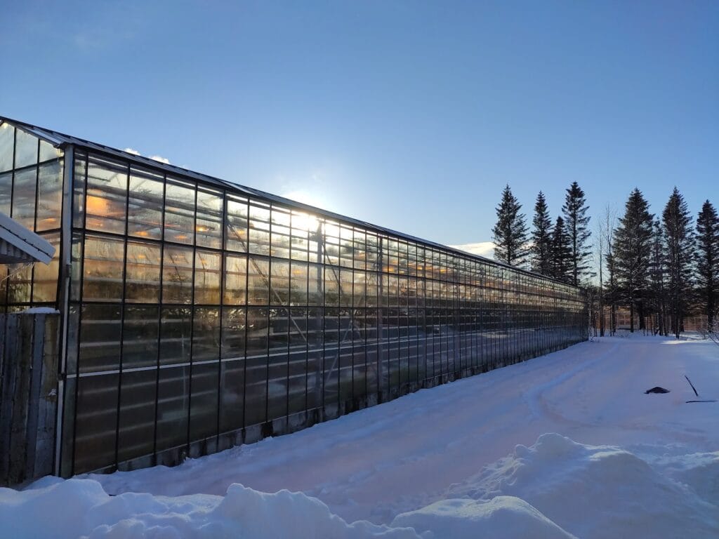 Westlandse tomaten in het IJslandse Fridheimar