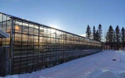 Fridheimar: Westlandse tomaten midden in IJsland